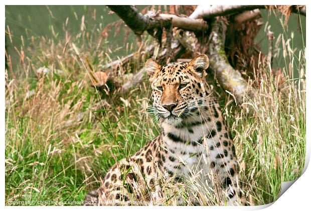 Leopard In The Grass Print by Christine Kerioak