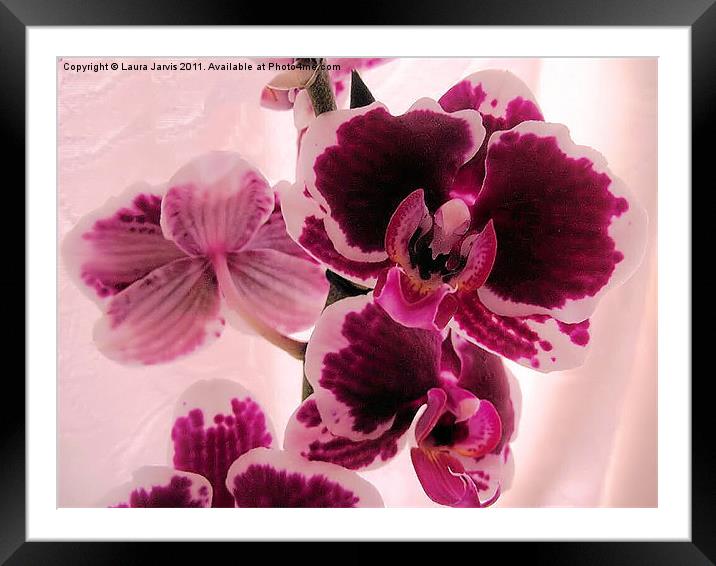 Phaelenopsis Orchid Framed Mounted Print by Laura Jarvis