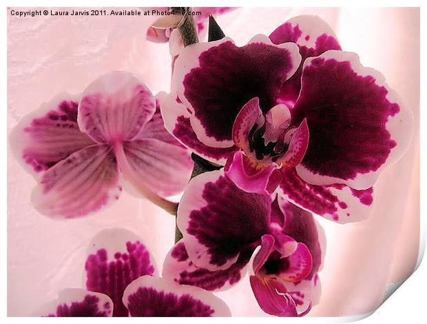 Phaelenopsis Orchid Print by Laura Jarvis