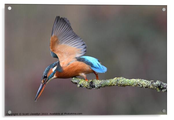 Kingfisher Acrylic by Scott Llewellyn
