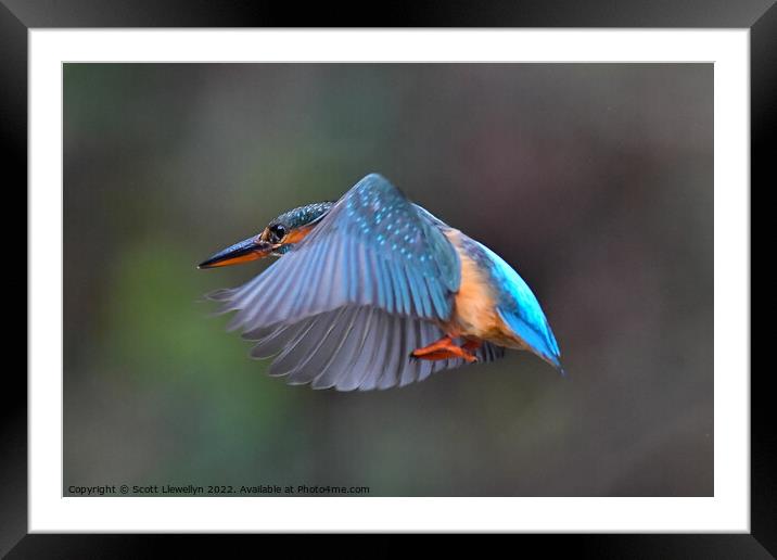 Kingfisher in Flight Framed Mounted Print by Scott Llewellyn