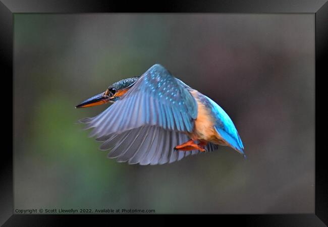 Kingfisher in Flight Framed Print by Scott Llewellyn
