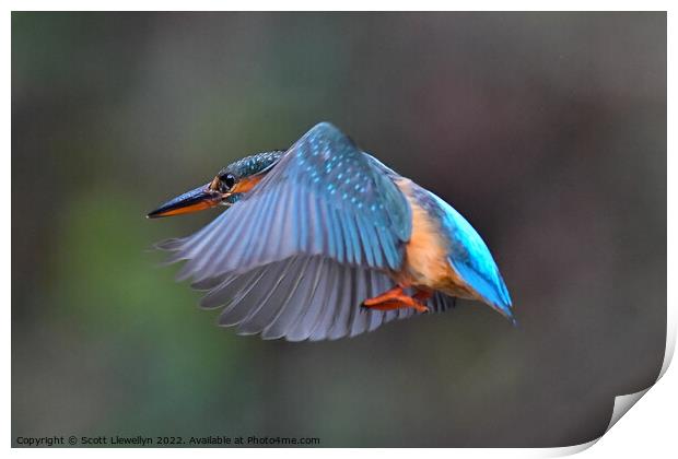 Kingfisher in Flight Print by Scott Llewellyn