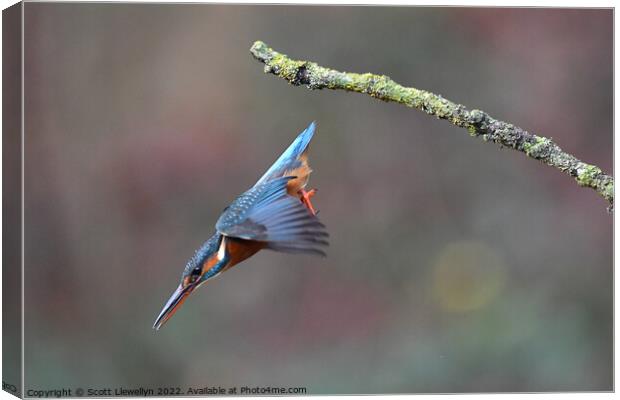 A kingfisher inflight  Canvas Print by Scott Llewellyn