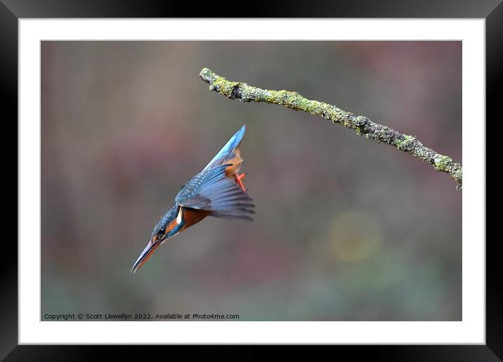 A kingfisher inflight  Framed Mounted Print by Scott Llewellyn