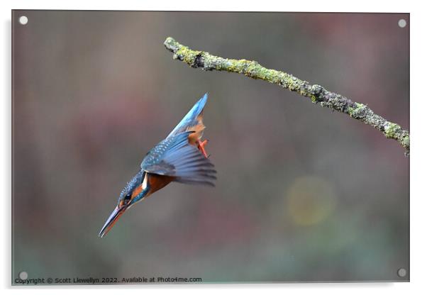 A kingfisher inflight  Acrylic by Scott Llewellyn