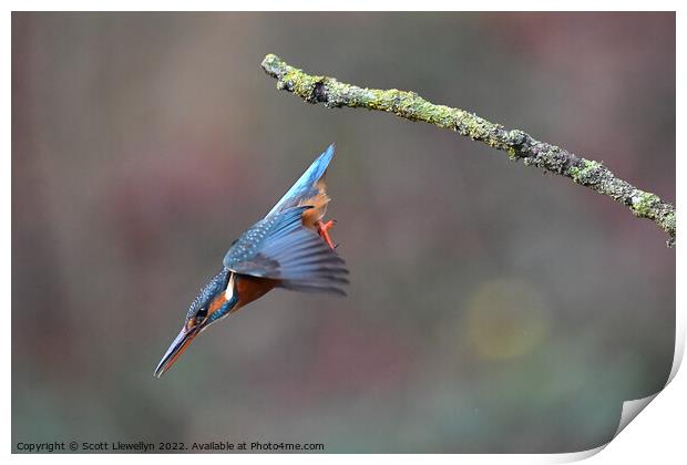 A kingfisher inflight  Print by Scott Llewellyn