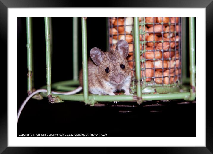 Guarding The Nuts Framed Mounted Print by Christine Kerioak