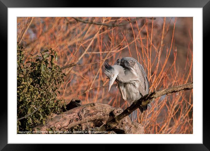 Grey Heron with an Itch Framed Mounted Print by Christine Kerioak