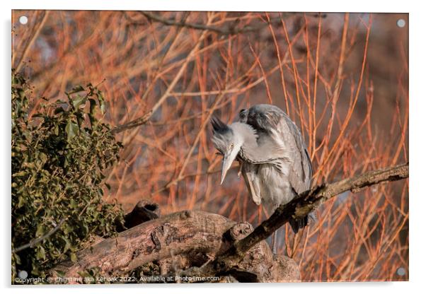 Grey Heron with an Itch Acrylic by Christine Kerioak