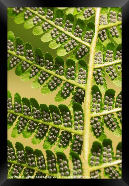 Fern with Sori Framed Print by Christine Kerioak