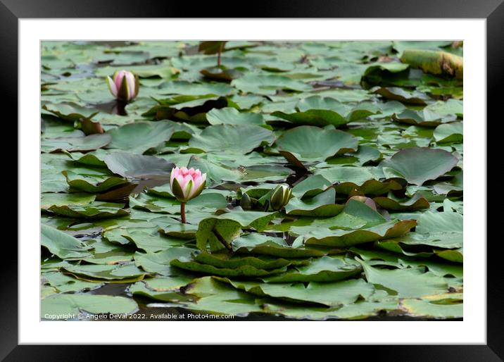 Water Lillies in the Garden Framed Mounted Print by Angelo DeVal