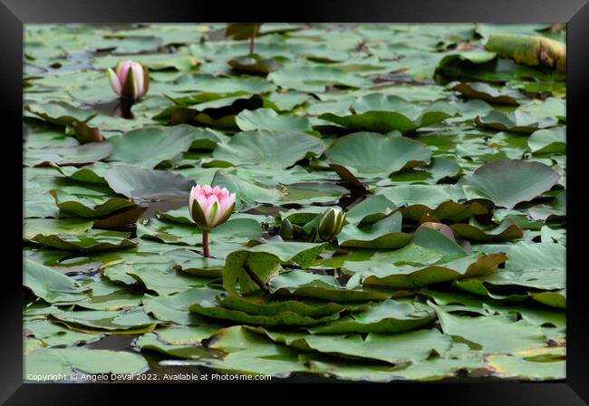 Water Lillies in the Garden Framed Print by Angelo DeVal