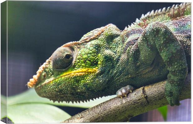 Close-up of a Panther Chameleon, Furcifer Pardalis. Chester zoo, Canvas Print by Luigi Petro
