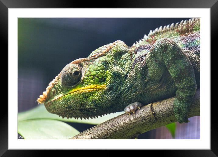 Close-up of a Panther Chameleon, Furcifer Pardalis. Chester zoo, Framed Mounted Print by Luigi Petro