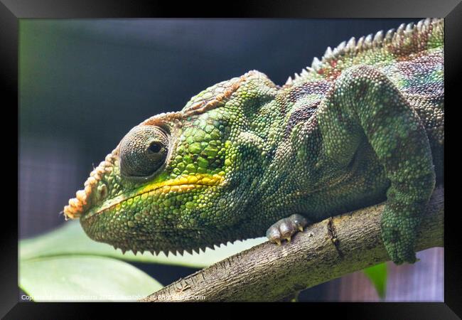 Close-up of a Panther Chameleon, Furcifer Pardalis. Chester zoo, Framed Print by Luigi Petro