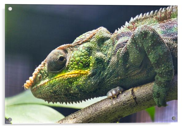 Close-up of a Panther Chameleon, Furcifer Pardalis. Chester zoo, Acrylic by Luigi Petro