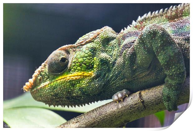 Close-up of a Panther Chameleon, Furcifer Pardalis. Chester zoo, Print by Luigi Petro