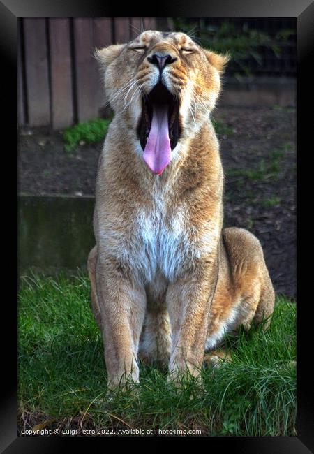 Big yawn by a lioness at the London Zoo, London, United Kingdom Framed Print by Luigi Petro