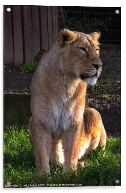 Lioness at the London Zoo, London, United Kingdom Acrylic by Luigi Petro