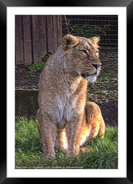 Lioness at the London Zoo, London, United Kingdom Framed Mounted Print by Luigi Petro