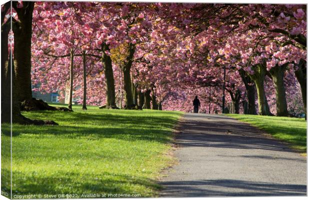 Overhanging Pink Cherry Blossom Along a Path in Harrogate. Canvas Print by Steve Gill