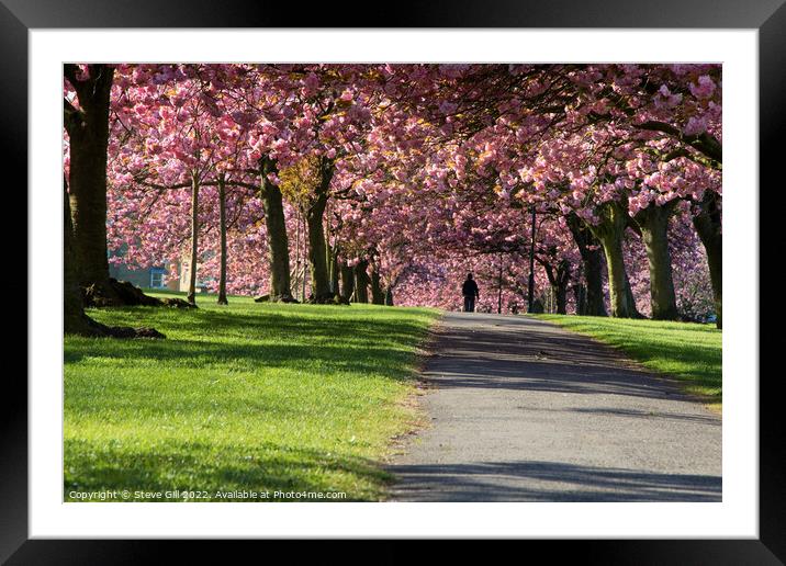 Overhanging Pink Cherry Blossom Along a Path in Harrogate. Framed Mounted Print by Steve Gill