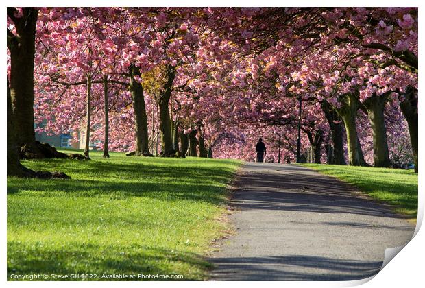 Overhanging Pink Cherry Blossom Along a Path in Harrogate. Print by Steve Gill
