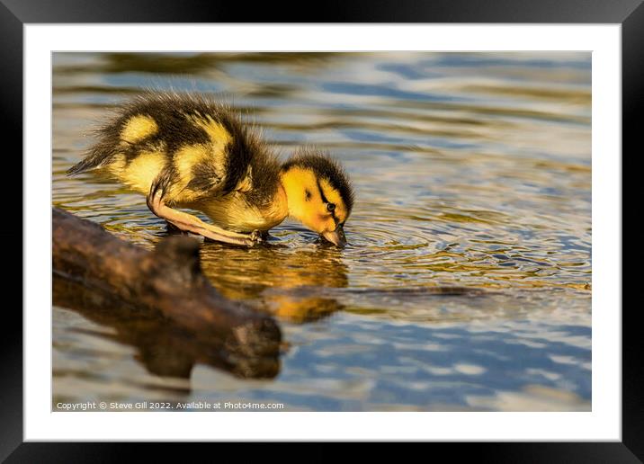 Cute Mallard Gosling drinking from Ripon Canal. Framed Mounted Print by Steve Gill