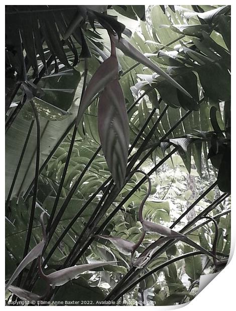 Tropical Plants in St Lucia Print by Elaine Anne Baxter