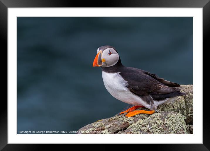 The Enchanting Atlantic Puffin Framed Mounted Print by George Robertson