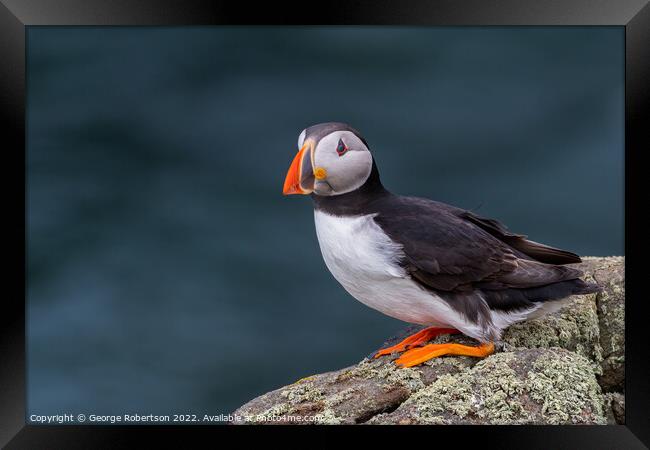 The Enchanting Atlantic Puffin Framed Print by George Robertson
