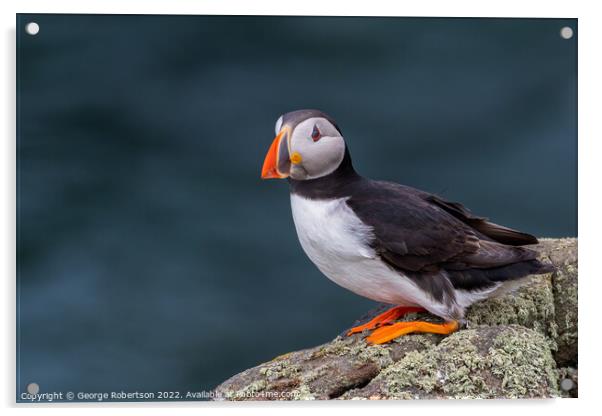 The Enchanting Atlantic Puffin Acrylic by George Robertson