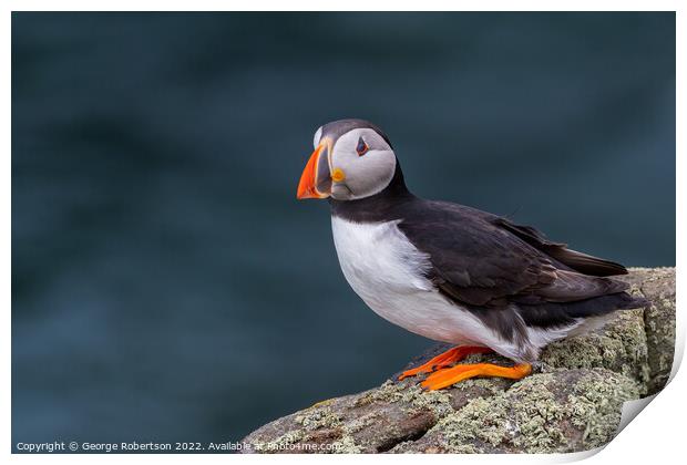 The Enchanting Atlantic Puffin Print by George Robertson