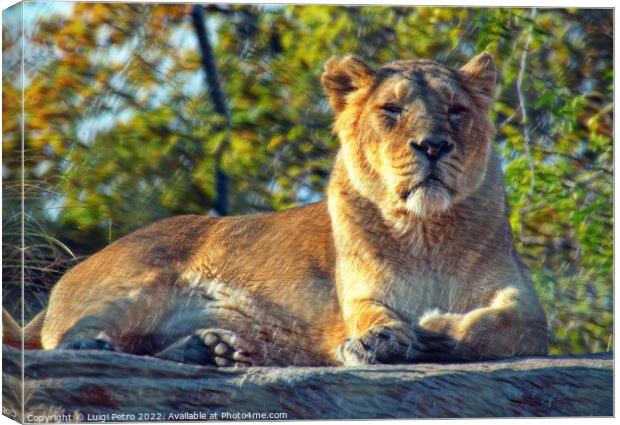 Lioness at theChester zoo,  United Kingdom Canvas Print by Luigi Petro