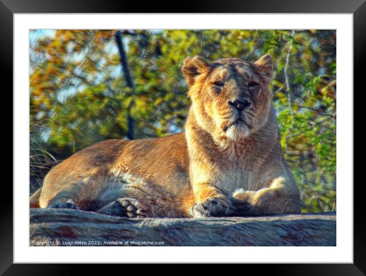 Lioness at theChester zoo,  United Kingdom Framed Mounted Print by Luigi Petro