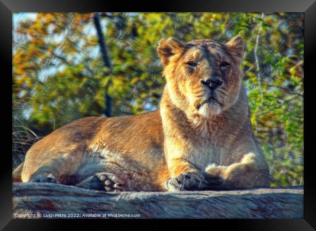 Lioness at theChester zoo,  United Kingdom Framed Print by Luigi Petro
