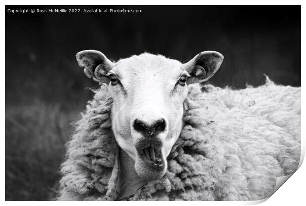 Talking Sheep Print by Ross McNeillie