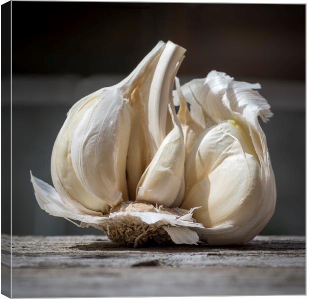 Close-up of Garlic, Allium sativum, used for food flavoring Canvas Print by Kristof Bellens