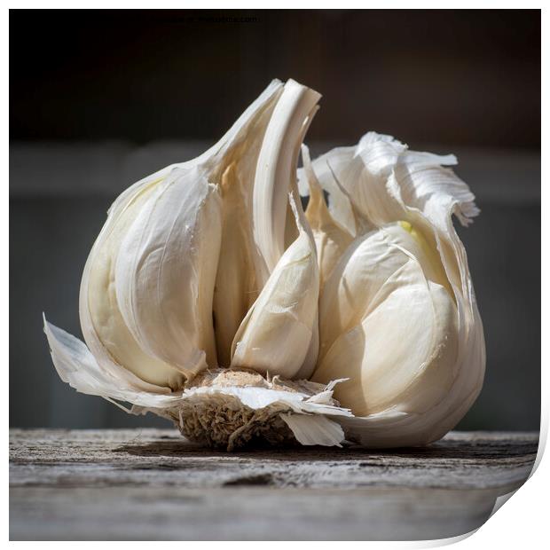 Close-up of Garlic, Allium sativum, used for food flavoring Print by Kristof Bellens