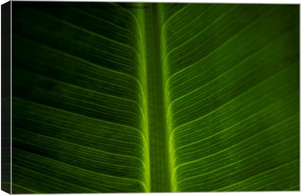 Abstract closeup of green leaf with feather vein pattern Canvas Print by Kristof Bellens