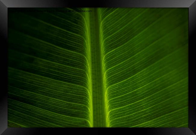 Abstract closeup of green leaf with feather vein pattern Framed Print by Kristof Bellens
