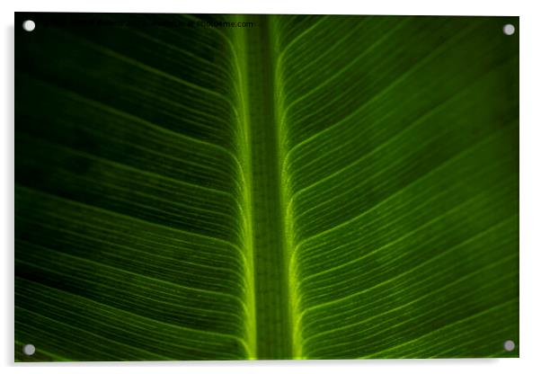 Abstract closeup of green leaf with feather vein pattern Acrylic by Kristof Bellens