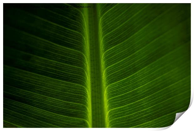 Abstract closeup of green leaf with feather vein pattern Print by Kristof Bellens