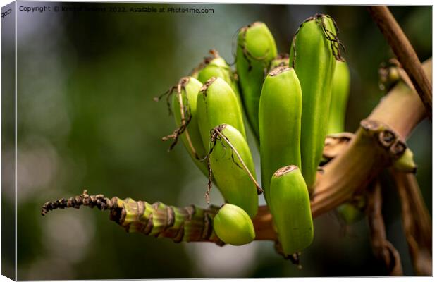 Closeup shot of small growing banana's on the branch of a banana tree Canvas Print by Kristof Bellens