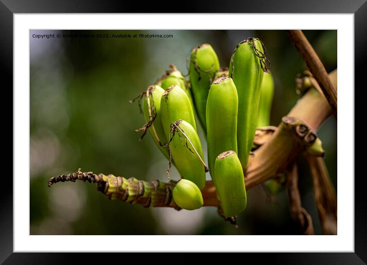 Closeup shot of small growing banana's on the branch of a banana tree Framed Mounted Print by Kristof Bellens