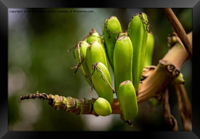 Closeup shot of small growing banana's on the branch of a banana tree Framed Print by Kristof Bellens