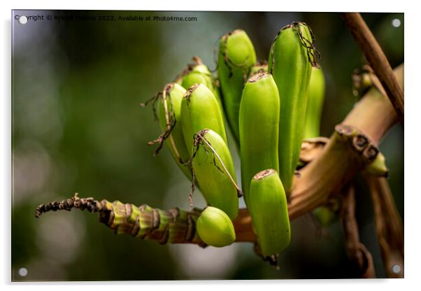 Closeup shot of small growing banana's on the branch of a banana tree Acrylic by Kristof Bellens