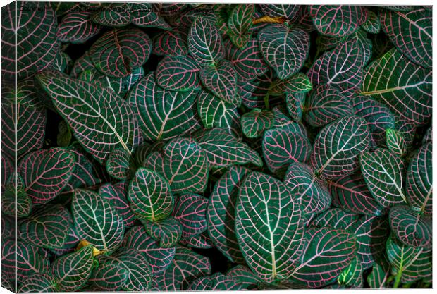 Closeup shot of Fittonia albivenis leaves with nerve patterns. Also known as nerve plant or mosaic plant. Canvas Print by Kristof Bellens