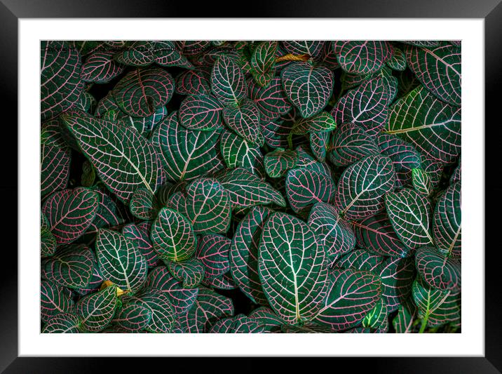Closeup shot of Fittonia albivenis leaves with nerve patterns. Also known as nerve plant or mosaic plant. Framed Mounted Print by Kristof Bellens